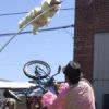 Bobfest0462